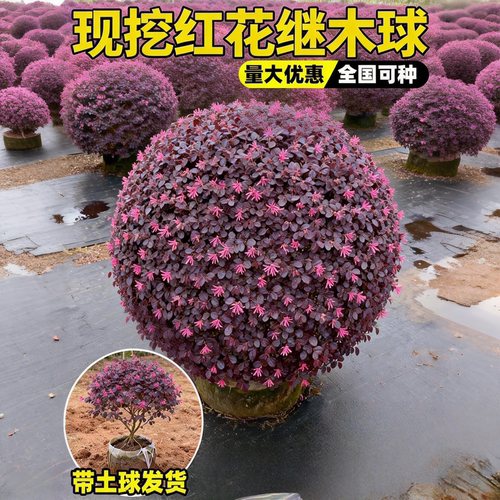 红花继木球树苗园林绿化耐寒