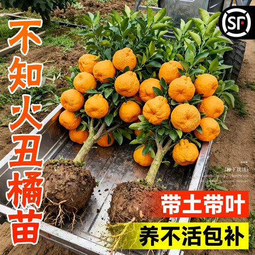 正宗四川耙耙柑树苗盆栽地栽