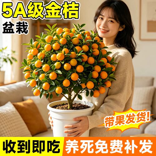 金桔树盆栽带果可食脆皮好养