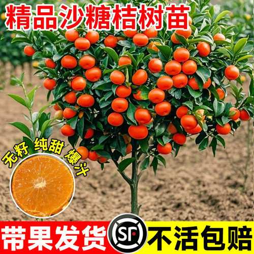 砂糖橘树苗当年结果全国皆可种植