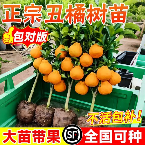 正宗四川耙耙柑树苗盆栽地栽