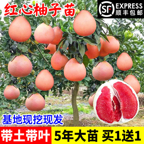 柚子树苗嫁接红心蜜柚树三红蜜柚