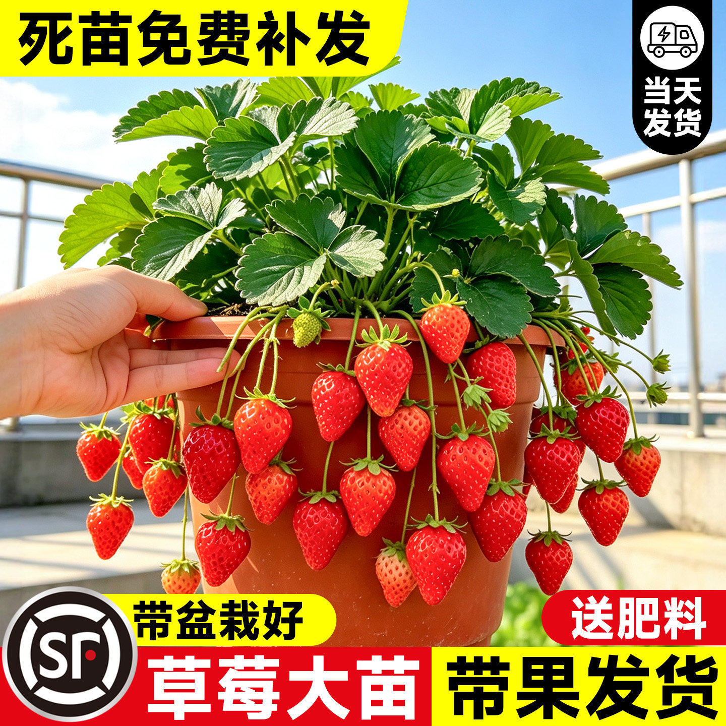 草莓苗秧盆栽四季奶油草莓秧苗特大号原土原盆玄玉红颜丹东99新苗