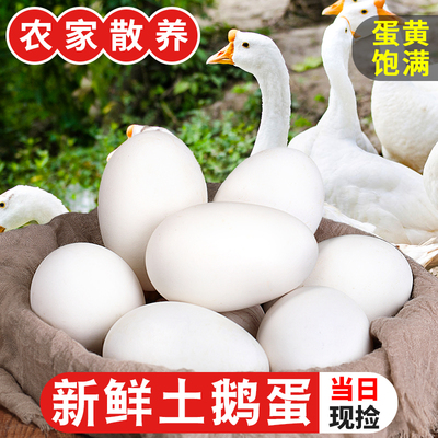 正宗新鲜鹅蛋 6枚装农家散养土鹅蛋孕妇特产现捡大鹅蛋初生蛋包邮