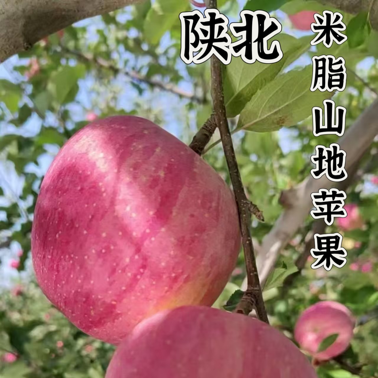 陕北土特产米脂县高西沟红富士山地苹果当季水果农家种植羊粪施肥