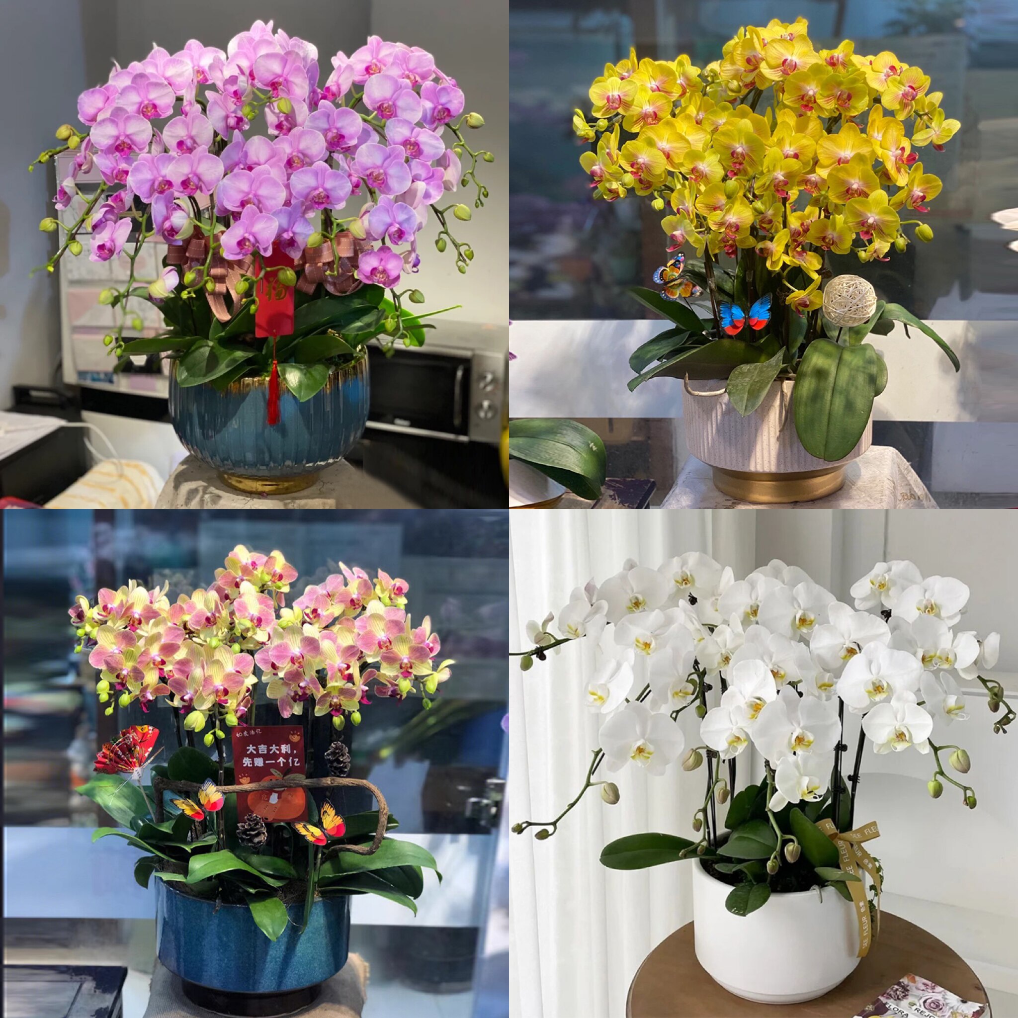 全国蝴蝶兰盆栽真鲜花新年开业乔迁庆典花卉同城速递北京上海配送