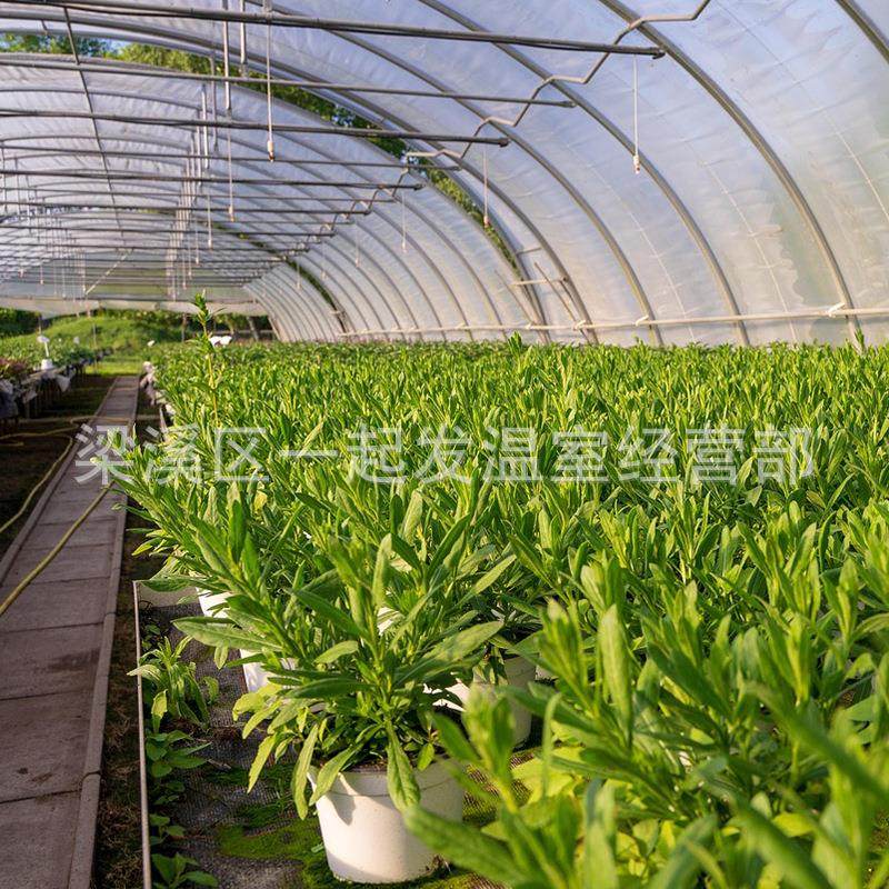 单体大棚 植物保温暖房 温室大棚钢管骨架全套农业种植 插地棚,农机/农具/农膜,智能温室设备,淘宝优惠券,粉丝福利购,淘宝优惠卷