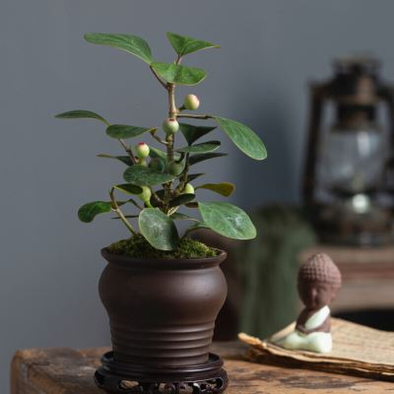 速发叶品小盼菩提新中式办公茶室内吸桌客厅观爆果盆景栽绿植书甲,鲜花速递/花卉仿真/绿植园艺,造型盆景,淘宝优惠券,粉丝福利购,淘宝优惠卷