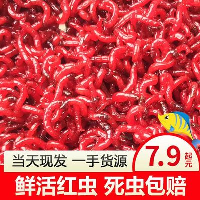 包邮鲜活红虫活饵黑头公虫钓鱼特大号拉饵血虫蚯蚓哥陈建华鱼饵