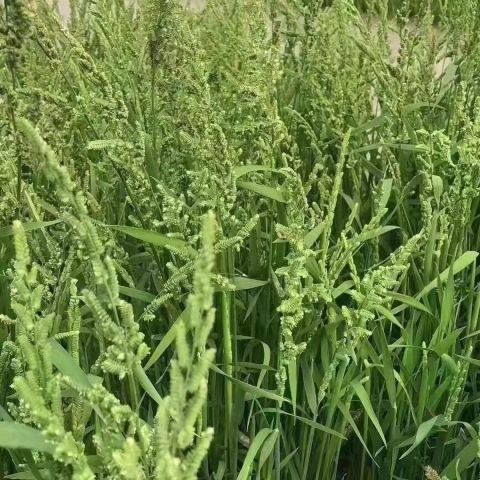饲料食用养鱼养虾棒棒草种子