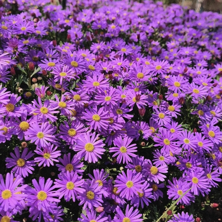 荷兰菊花种子重瓣紫苑翠菊乒乓菊