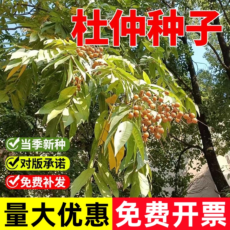 杜仲树子籽当年新采中药材优质散装秋季春季播种绿化植物林木种子
