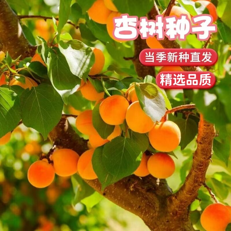 杏树种子果树种子家杏核种子杏子树种子可以嫁接各种优良杏树种籽图片