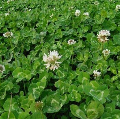 幸运草花种籽三叶四子季常青园