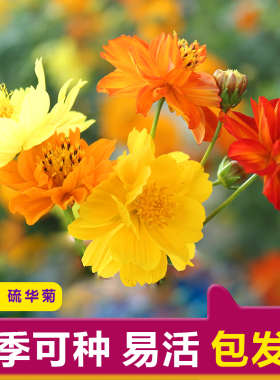 红色硫华菊种子混色硫化菊花种子四季种易活室外景观花海庭院种子