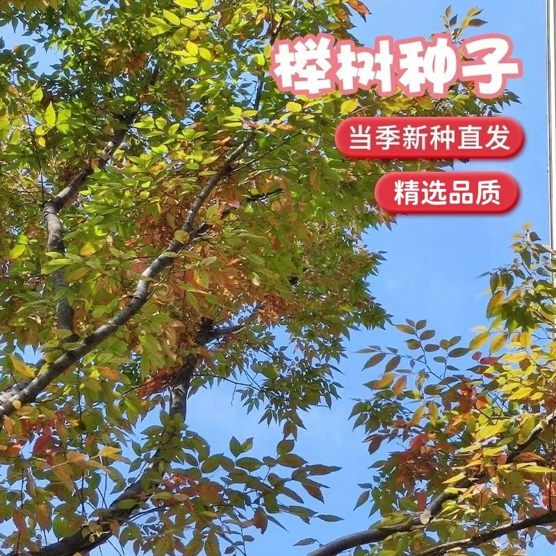 榉树种子红榉树花卉小叶榉树林木种子庭院护坡绿化植物大果榉种子