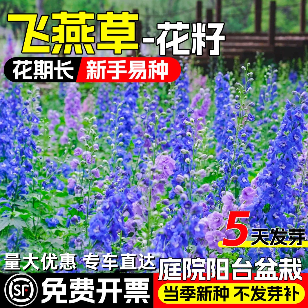 大花飞燕草庭院花种籽子易播种开花室内混色秋季翠雀花种子花籽