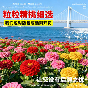 百日草花籽矮杆百日菊四季播种开花易活庭院阳台盆栽混色花种籽子