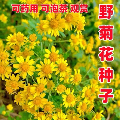 鲜慕浓特级野黄菊花种子
