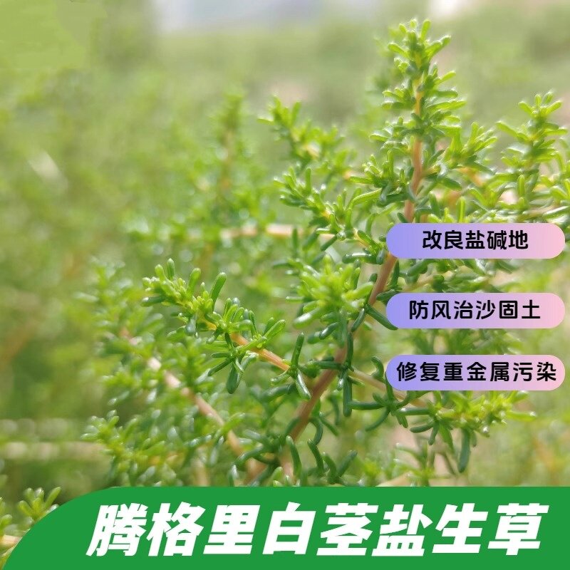 蛛丝蓬腾格里白茎盐生草种子图片