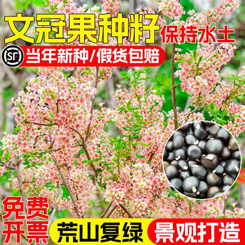 文冠果种子多年生护坡固土草籽荒山复绿水土保持景观打造灌木种籽