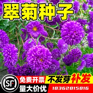 翠菊种子糖果菊花种四季播种室外庭院耐热易活野花孑混色花籽盆栽
