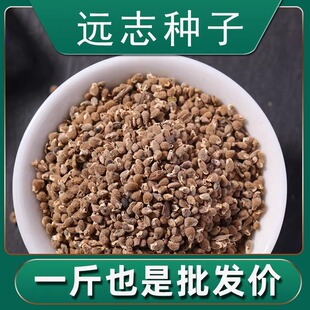 远志种子抽芯远志苗中药材非野生远志种籽特级500g克正品可做茶