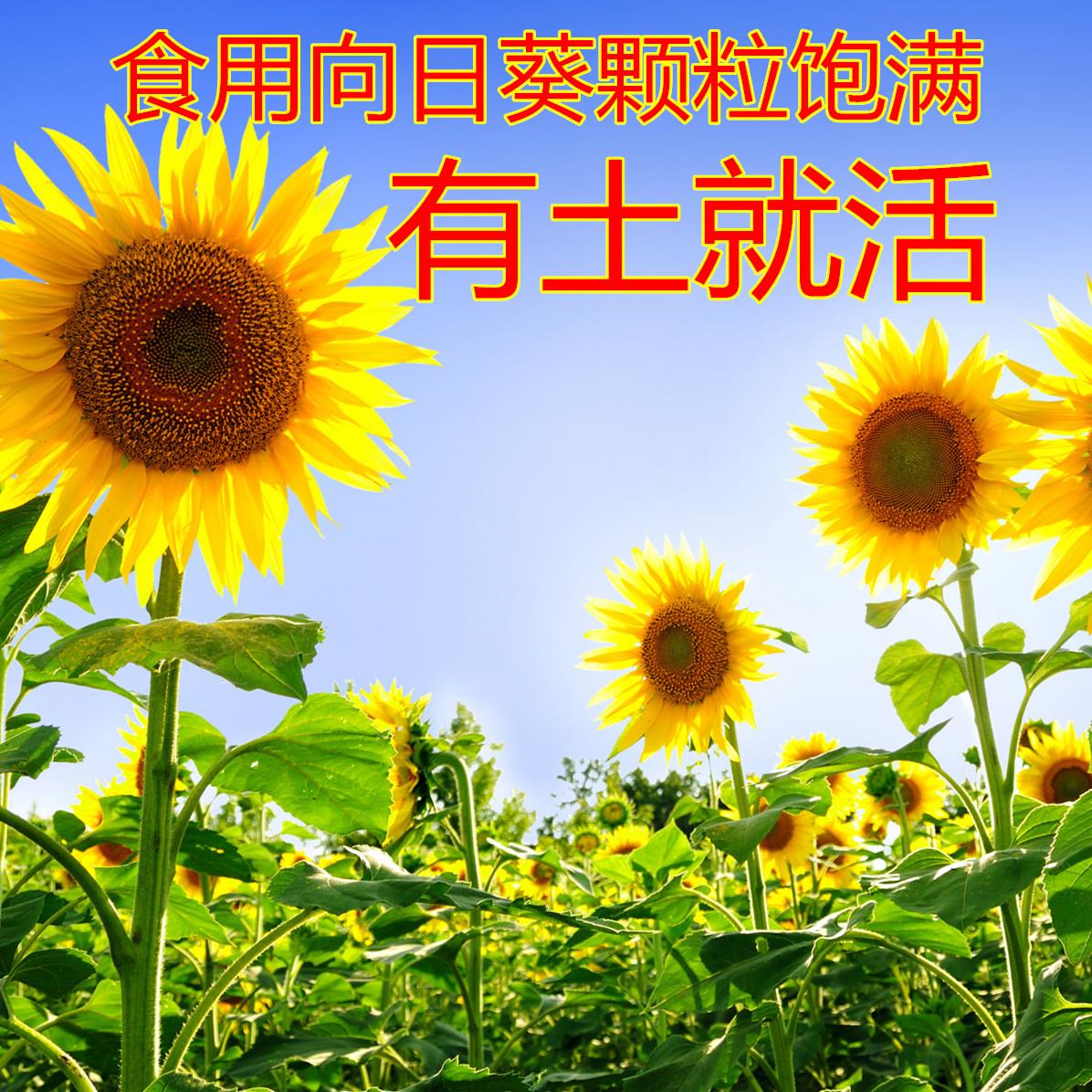 观赏矮向日葵种子彩色葵花种子景观园林庭院四季播易种植物花卉籽