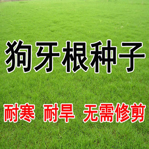 四季青草坪种子狗牙根百慕大护