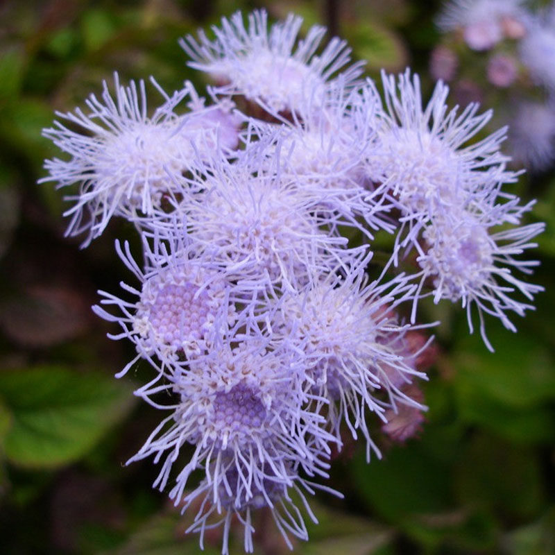 大花藿香蓟种子 阳台盆栽花草 花卉种子新手易播花海工程景观花籽
