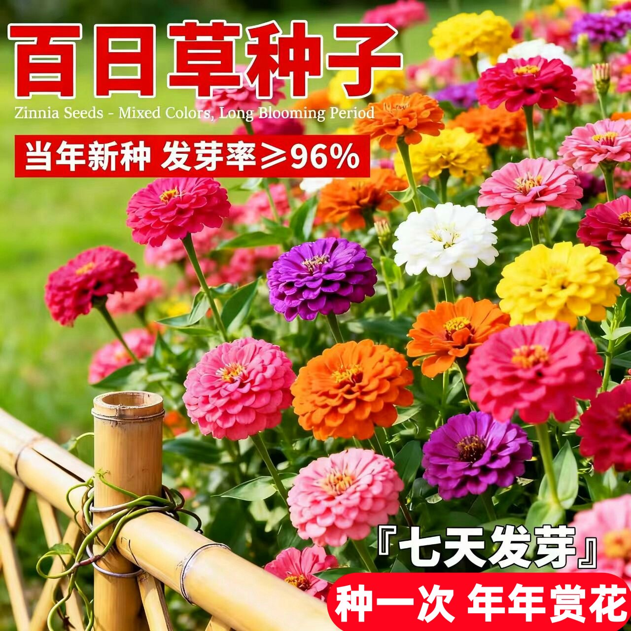 百日草花籽矮杆百日菊四季播种开花易活庭院阳台盆栽混色花种籽子