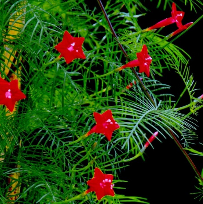 散装羽叶茑萝种子  狮子草绕龙花 锦屏封  五角星花种子