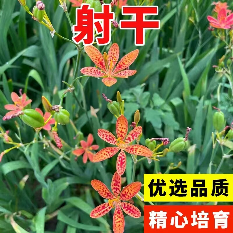 射干种子黑莓易种活多年生耐阴图片