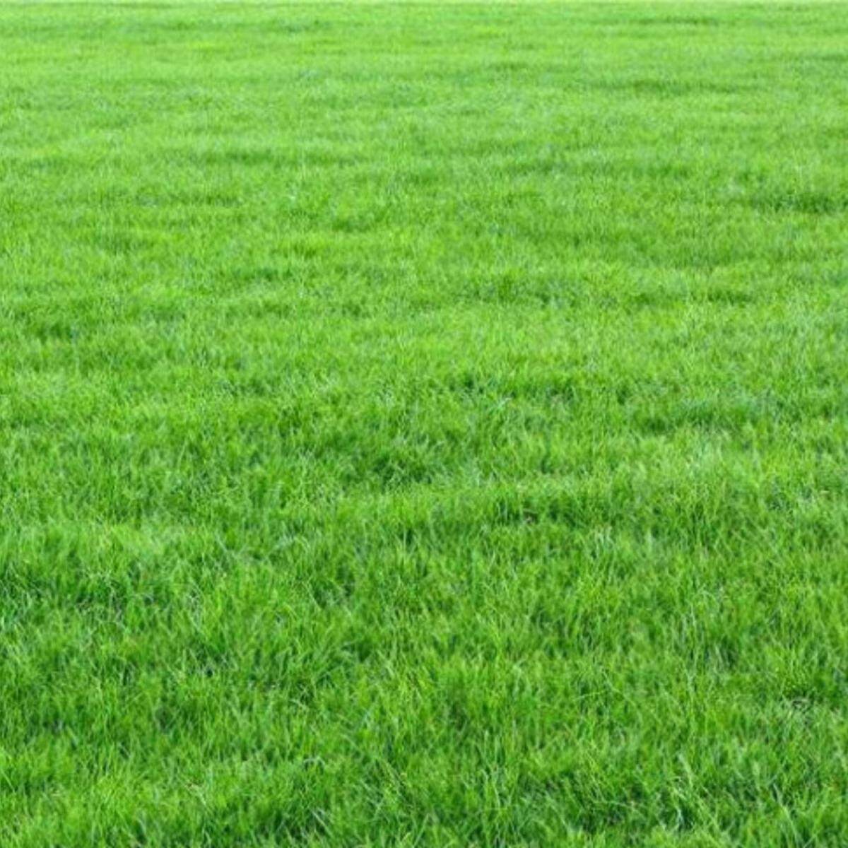 美国四季青草坪种子高羊茅黑麦草草皮种籽耐寒耐践踏绿化护坡草籽