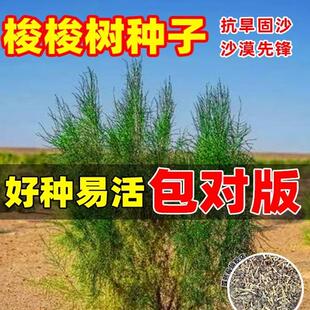 抗旱固沙种子梭梭树种籽毛条种子培育肉苁蓉的好树木沙漠先锋灌木