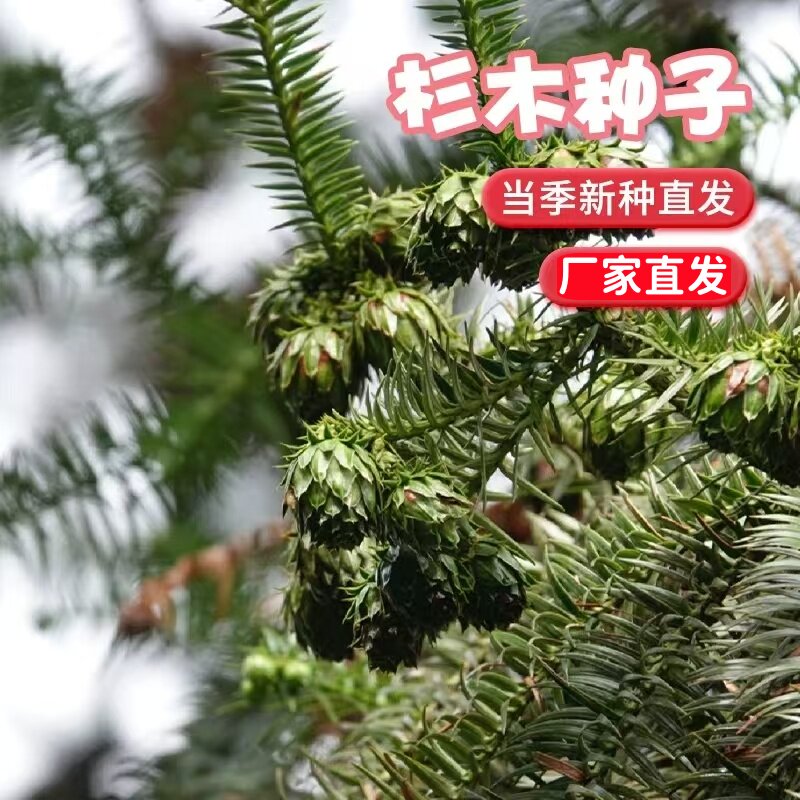 新采杉木种子 速生沙树美国巨杉水杉刺杉油杉落羽杉种子银杉种子