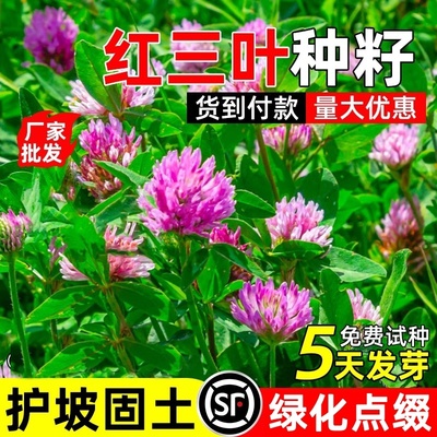 红三叶草种籽四季常青护坡固土草籽道路绿化点缀生态修复水土保持