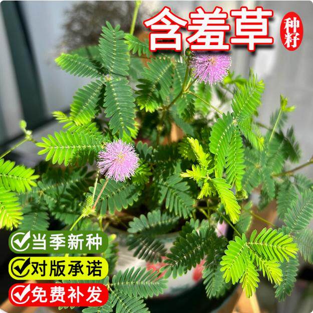 含羞草种孑害羞草种子小盆栽花种籽子四季播种室内易活花卉绿植物