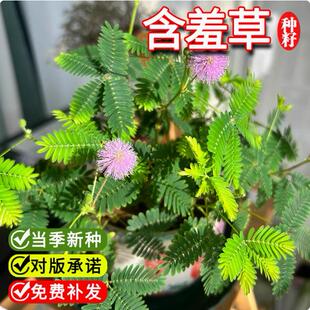 含羞草种孑害羞草种子小盆栽花种籽子四季播种室内易活花卉绿植物