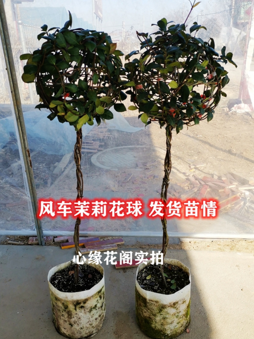 促风车茉莉大苗耐阴耐寒清香阳台庭院爬藤植物四季常绿盆栽花卉花