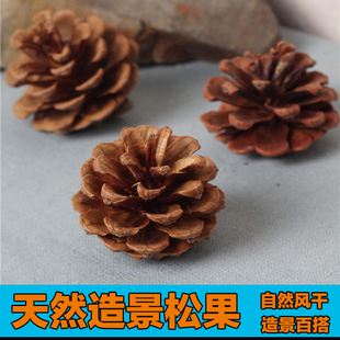 陆龟爬宠黄缘闭壳龟造景天然松果松塔盒龟半水安缘龟生态环境装饰