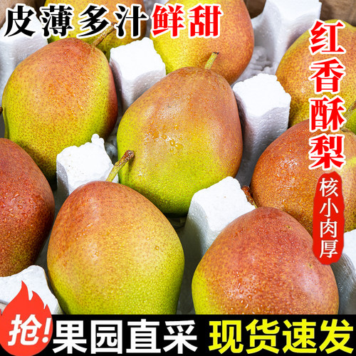【陕西红香酥梨】【官方力荐坏了包赔】