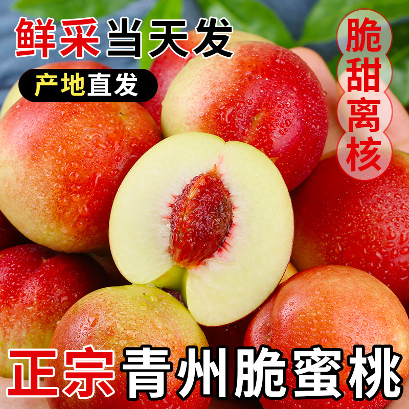 正宗青州蜜桃脆甜桃子新鲜冬雪蜜桃水果青毛蜜桃山东冬桃整箱包邮
