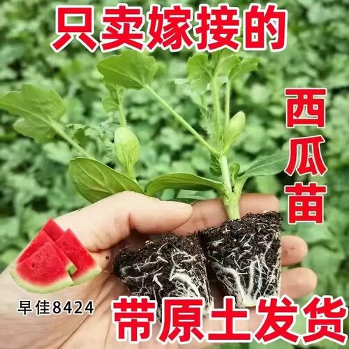 嫁接西瓜苗8424麒麟瓜南方四季种植瓜苗阳台盆栽大棚无籽秧苗种子