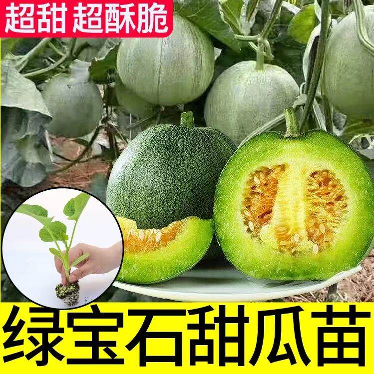 超甜脆绿宝石甜瓜苗秧带土博洋九羊角蜜甜瓜种子春秋四季盆栽地爬