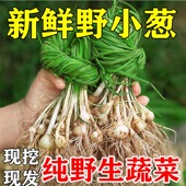湖北野葱新鲜小香葱薤白现挖野菜野生胡葱沙葱野蒜根蒜菜山葱苦蒜