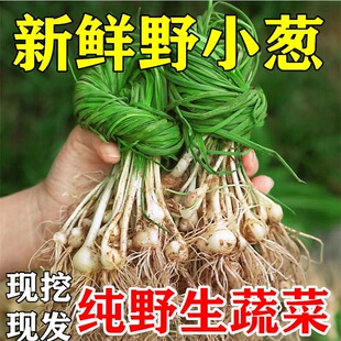 湖北野葱新鲜小香葱薤白现挖野菜野生胡葱沙葱野蒜根蒜菜山葱苦蒜