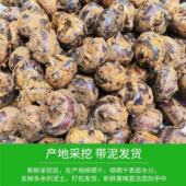 包邮 湖北特产马蹄新鲜带泥大个马蹄现挖荸荠脆甜当季 水果蔬菜马蹄