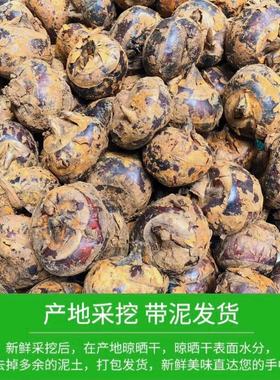 湖北特产马蹄新鲜带泥大个马蹄现挖荸荠脆甜当季水果蔬菜马蹄包邮