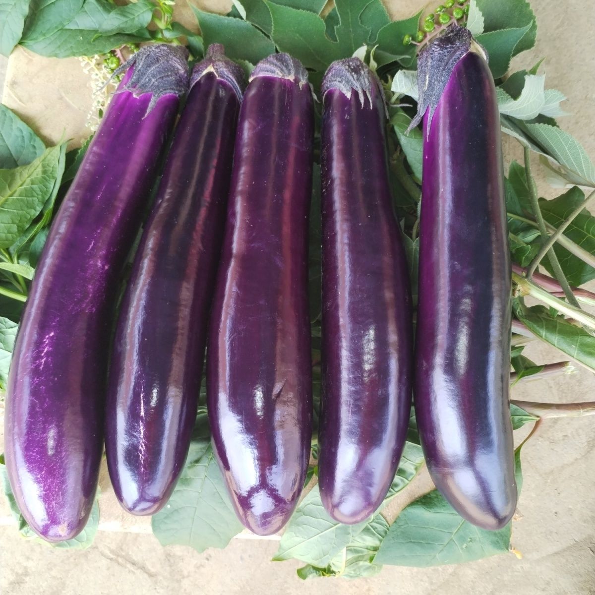 贵州新鲜种植露天长茄子茄子现摘现发烧烤红烧当季农家紫皮蔬菜
